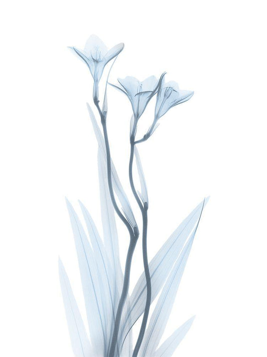 Image Only