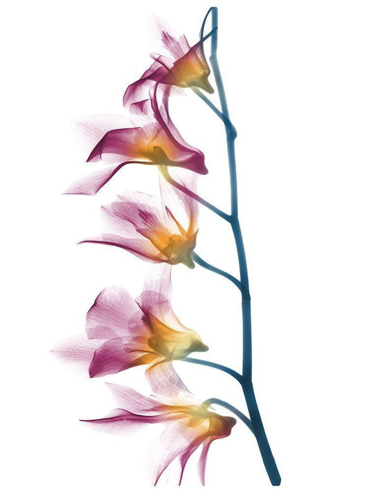 Image Only