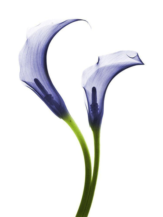 Image Only