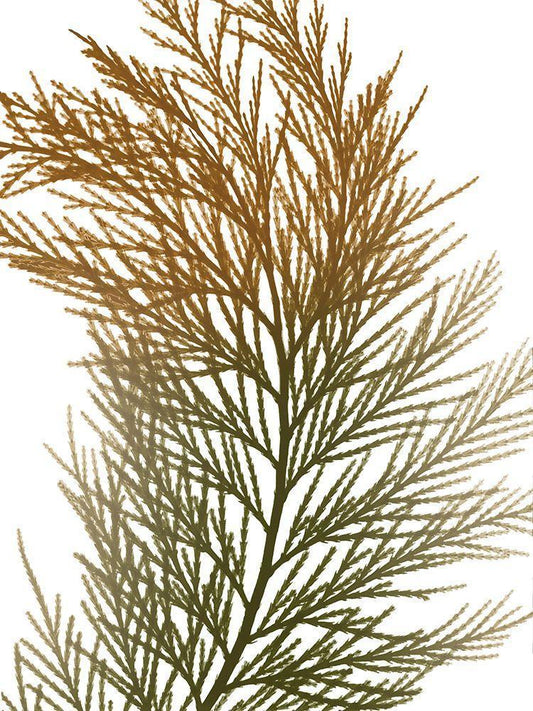 Image Only