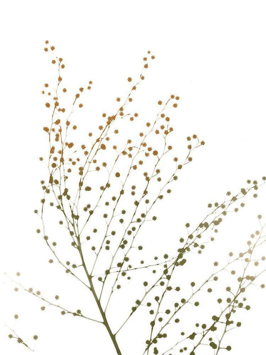 Image Only