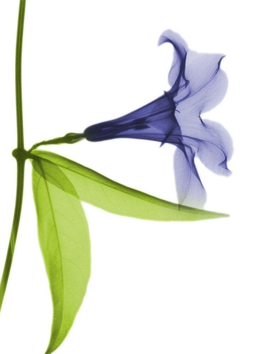 Image Only