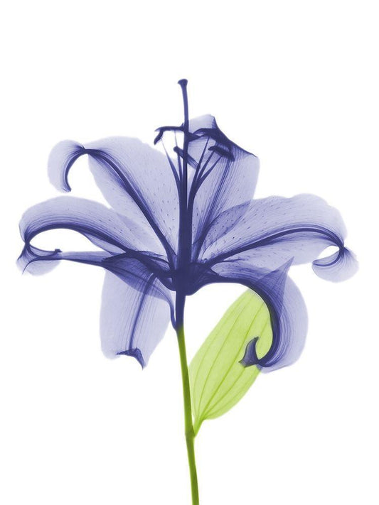 Image Only