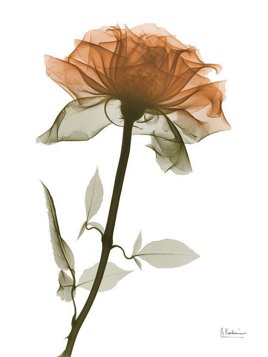 Image Only
