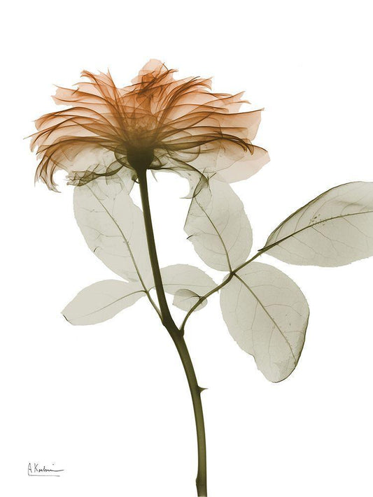 Image Only