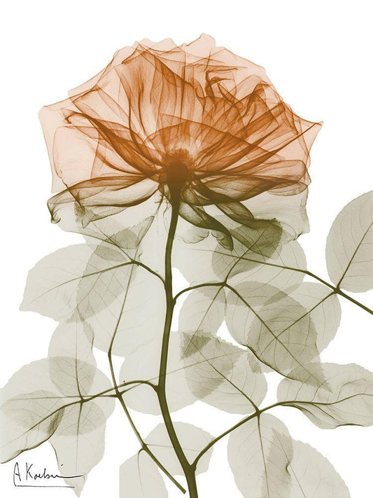 Image Only