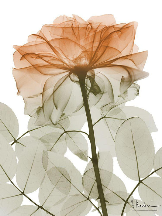 Image Only