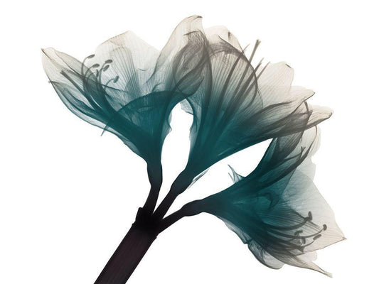 Image Only