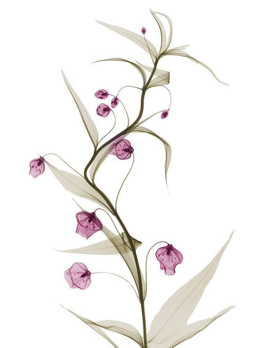 Image Only