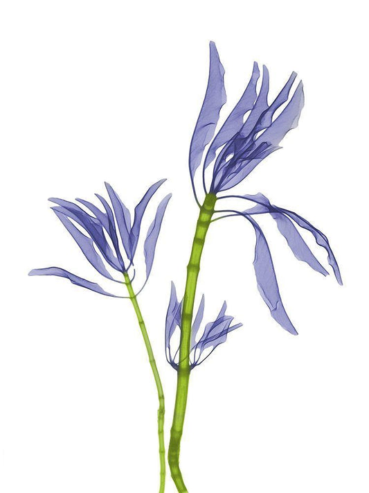 Image Only