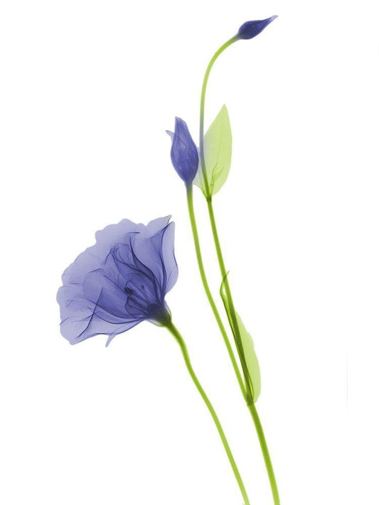 Image Only