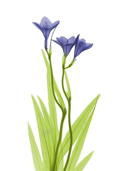 Image Only