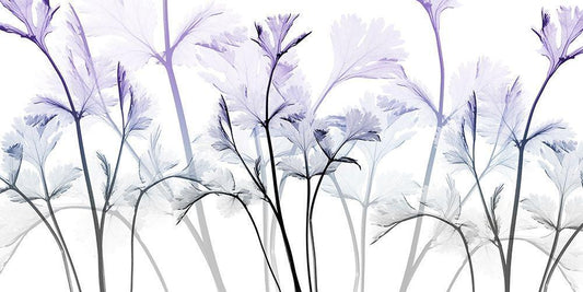 Image Only