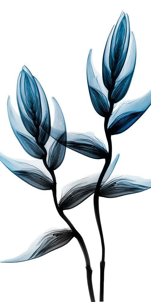 Image Only