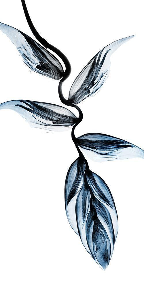 Image Only