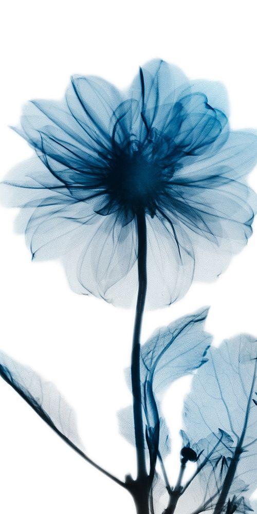 Image Only
