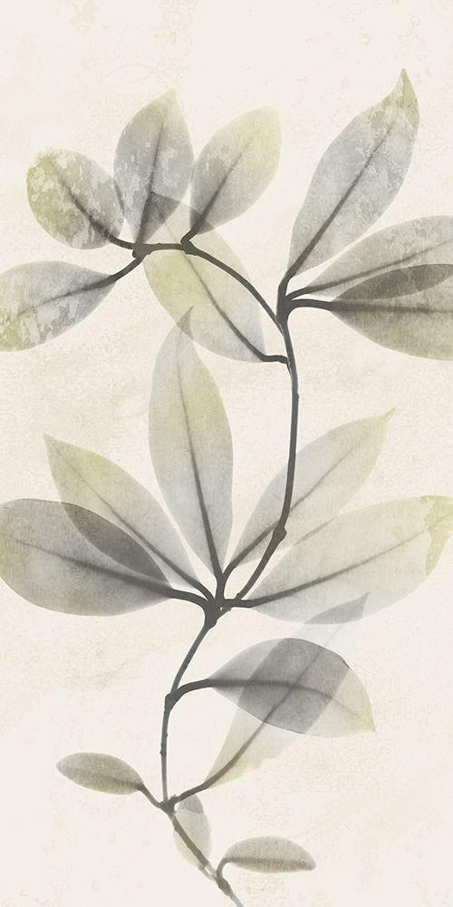 Image Only
