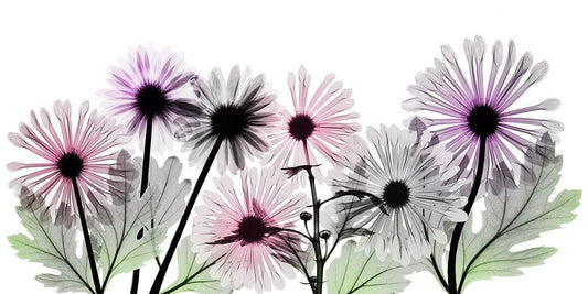 Image Only