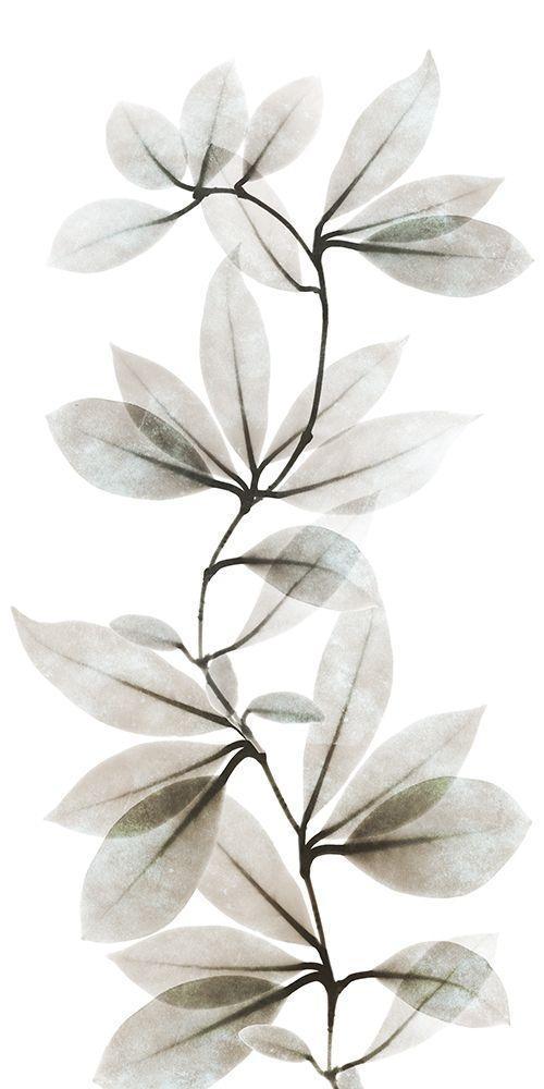 Image Only