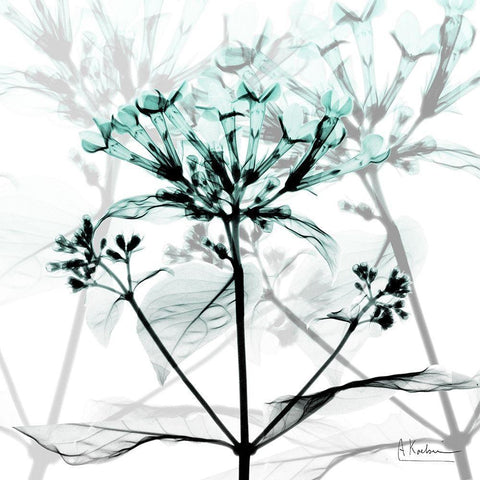Crystalized Floral White Modern Wood Framed Art Print by Koetsier, Albert