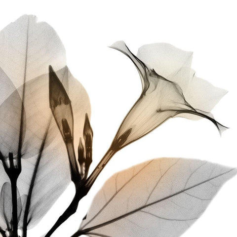 Sunrise Mandelilla Gold Ornate Wood Framed Art Print with Double Matting by Koetsier, Albert