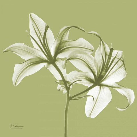 Twin Lilies on Pale Green Black Ornate Wood Framed Art Print with Double Matting by Koetsier, Albert