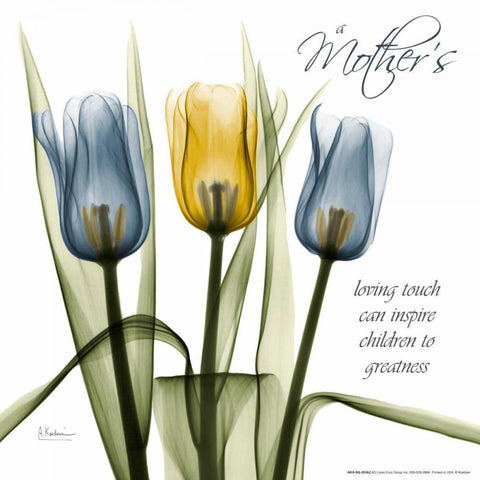 Tulips Kindness Black Modern Wood Framed Art Print with Double Matting by Koetsier, Albert