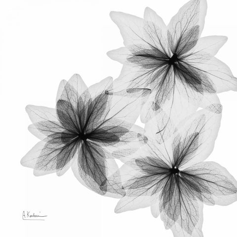 starburst White Modern Wood Framed Art Print with Double Matting by Koetsier, Albert