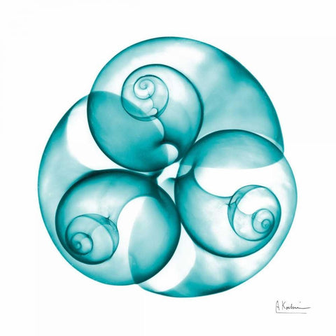 Moon snail Trio Gold Ornate Wood Framed Art Print with Double Matting by Koetsier, Albert