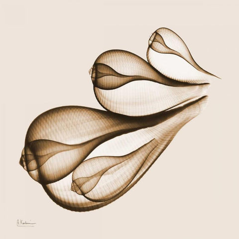 Fig Shells F124 White Modern Wood Framed Art Print with Double Matting by Koetsier, Albert