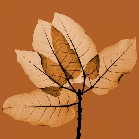 Harvest Leaves 1C White Modern Wood Framed Art Print by Koetsier, Albert