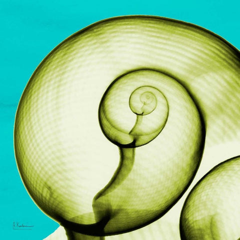 Moon Snail White Modern Wood Framed Art Print with Double Matting by Koetsier, Albert