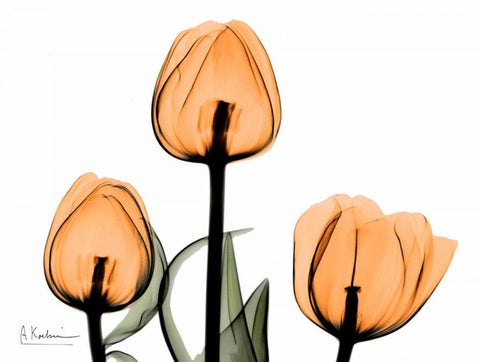 Tulips Orange White Modern Wood Framed Art Print with Double Matting by Koetsier, Albert