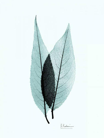 Caplulin Cherry Teal White Modern Wood Framed Art Print with Double Matting by Koetsier, Albert