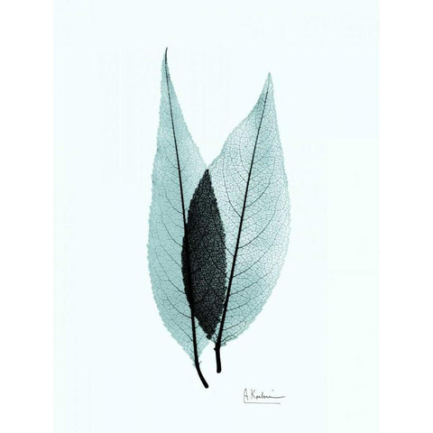 Caplulin Cherry Teal Gold Ornate Wood Framed Art Print with Double Matting by Koetsier, Albert