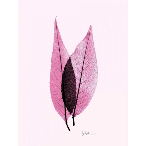 Caplulin Cherry Pink Gold Ornate Wood Framed Art Print with Double Matting by Koetsier, Albert