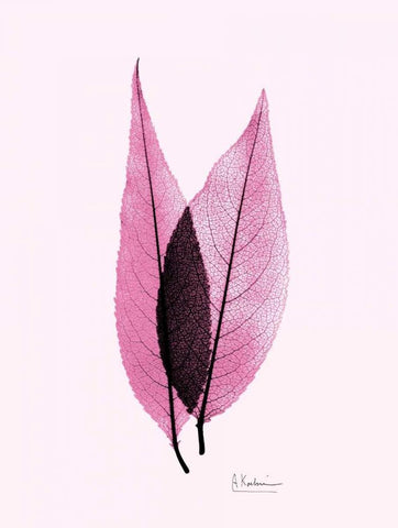 Caplulin Cherry Pink White Modern Wood Framed Art Print with Double Matting by Koetsier, Albert