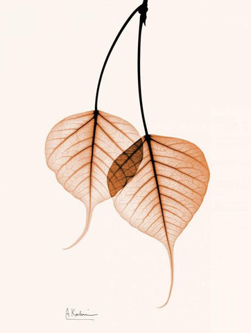 Bodhi Tree orange White Modern Wood Framed Art Print with Double Matting by Koetsier, Albert