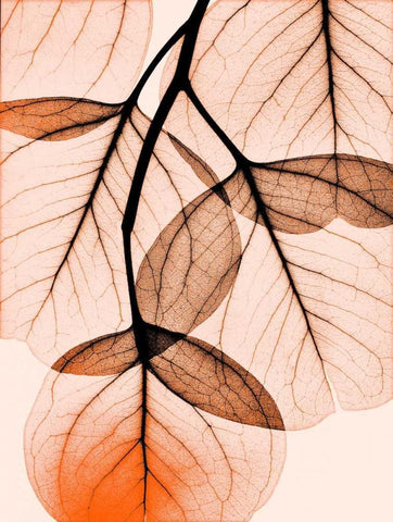 Orange Eucalyptus White Modern Wood Framed Art Print with Double Matting by Koetsier, Albert