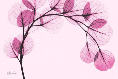 Pink Eucalyptus Black Ornate Wood Framed Art Print with Double Matting by Koetsier, Albert