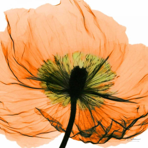 Poppy Orange Gold Ornate Wood Framed Art Print with Double Matting by Koetsier, Albert