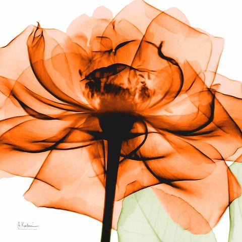 Orange Rose Gold Ornate Wood Framed Art Print with Double Matting by Koetsier, Albert