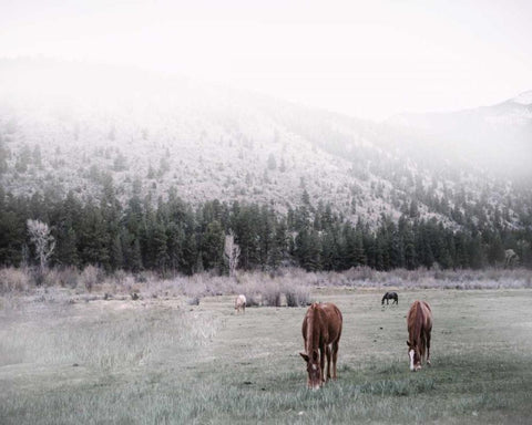 Grazing White Modern Wood Framed Art Print with Double Matting by Alvarez, Cynthia