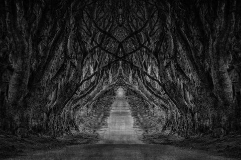 Black And White Trees Black Ornate Wood Framed Art Print with Double Matting by Brown, Denise