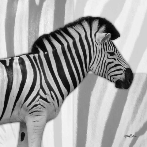 IntoThe Wild 4 White Modern Wood Framed Art Print with Double Matting by Stimson, Diane