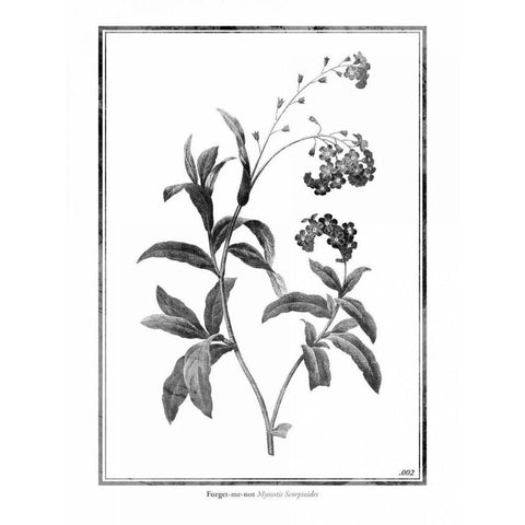 Forget me not Gold Ornate Wood Framed Art Print with Double Matting by Grey, Jace