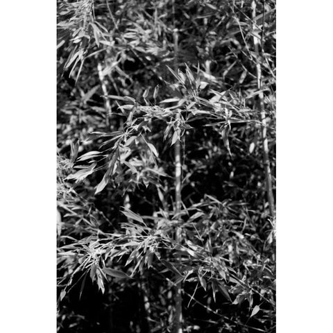 Beach Foliage 1 Black Modern Wood Framed Art Print with Double Matting by Grey, Jace