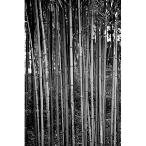 Beach Foliage 2 Black Modern Wood Framed Art Print with Double Matting by Grey, Jace