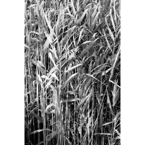 Beach Foliage 4 White Modern Wood Framed Art Print by Grey, Jace