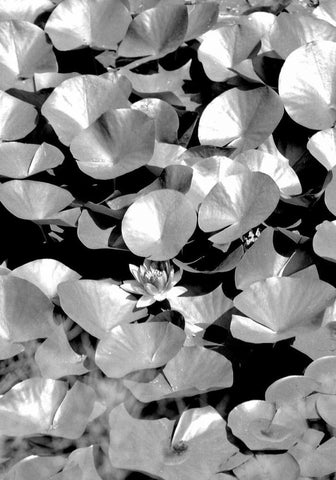 Beach Foliage 5 White Modern Wood Framed Art Print with Double Matting by Grey, Jace